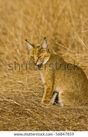 Jungle cat in the grasses  in Ranthambore national park