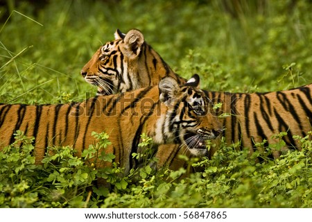 Two tigers in green bushes of Ranthambhore after the monsoon rains