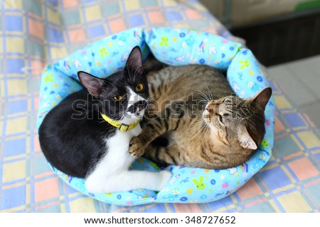 Couple cats sleep and hugging in their soft cozy bed