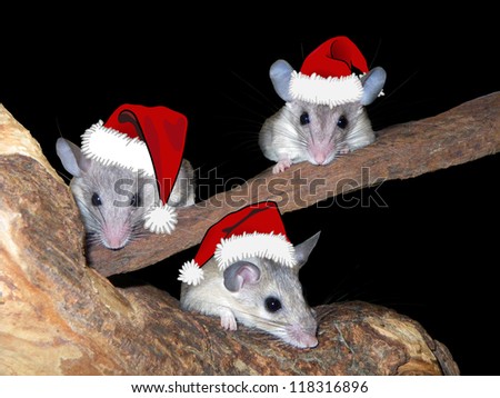 Three mice with santa cap - christmas card