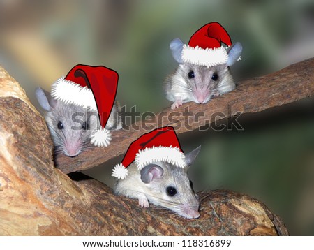 Three mice with santa cap - christmas card