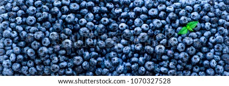 Fresh blueberries background with copy space for your text. Border design. Vegan and vegetarian concept. Macro texture of blueberry berries. Summer healthy food. Banner.
