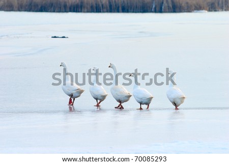 follow the leader on slippery and thin ice