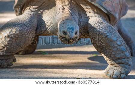 Old Turtle Walking in the Morning Sun