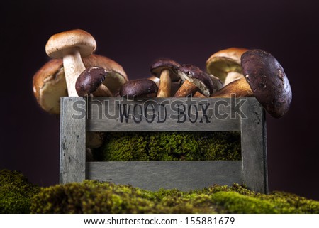 Composition of fresh mushrooms. fall food on wooden table