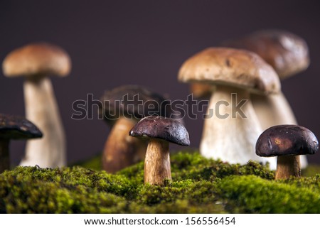Composition of fresh mushrooms. fall food on wooden table