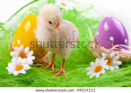 Easter young chick on grassland with eggs and flowers