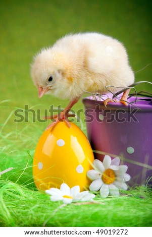 Easter Chick Walking Out From Bucket 商业图