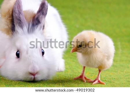 easter bunnies and chicks. cute easter bunnies and chicks
