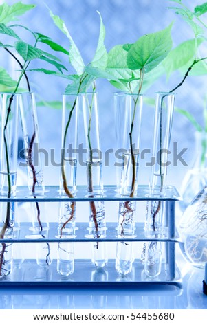 Examine the plants, experimenting with flora in laboratory