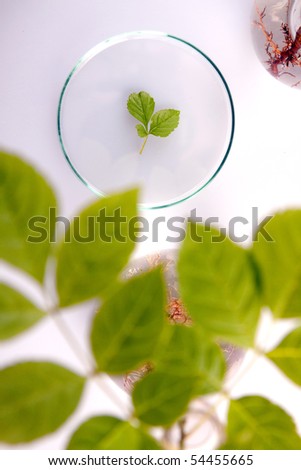 Examine the plants, experimenting with flora in laboratory