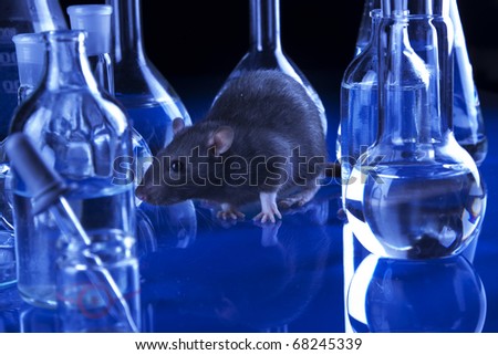animal testing pictures. stock photo : Animal testing