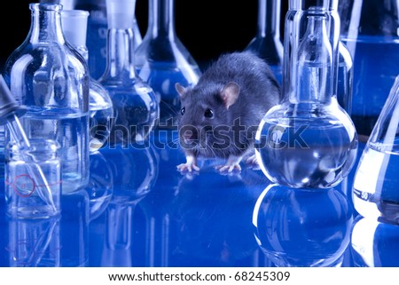 Animal testing in laboratory. rat in blue laboratorym animal experiments