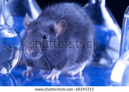Animal testing in laboratory. rat in blue laboratorym animal experiments