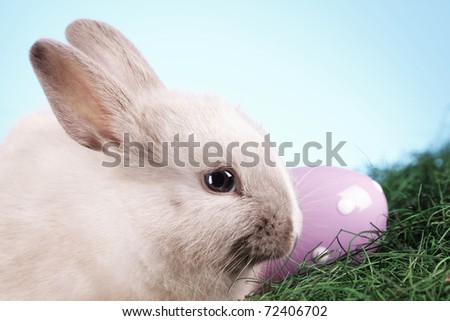 Easter Rabbit! Holiday animal concept