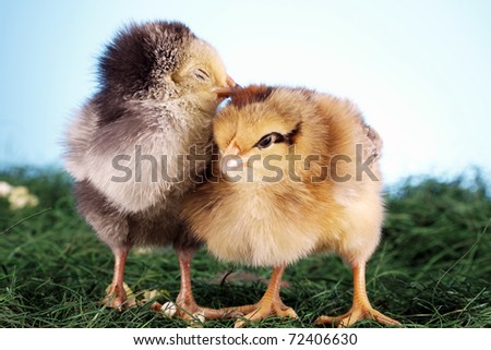 Easter chickens! Sweet young birds, easter concept!