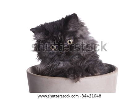 Cat In Pot