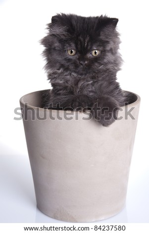 Cat In Pot
