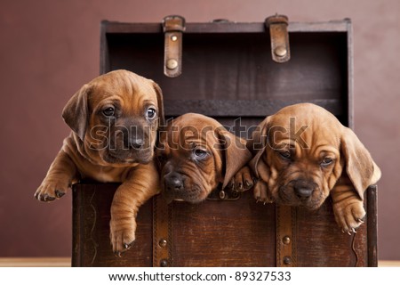 Young dogs hiding in vintage chest