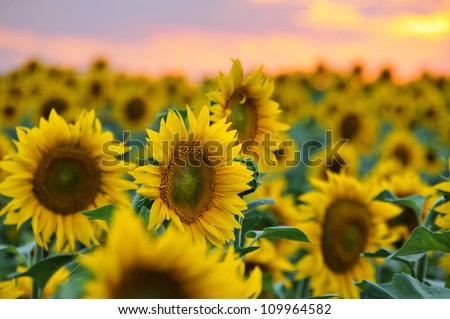 Field of sunflowers against beautiful evening sky
