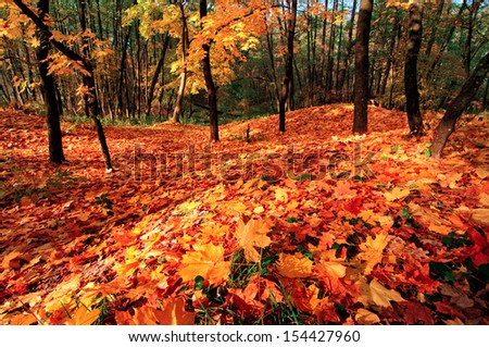 Fantastic fall landscape with bright red leaves on the ground and trees