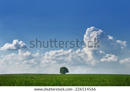 Landscape with one lone tree in the middle of a field with sky and cumulus clouds