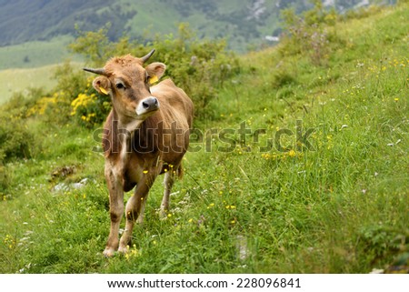 Brown cow with smart face looking into the camera