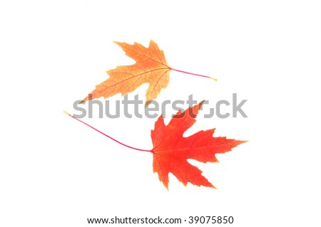 Red and yellow maple leaves isolated on white