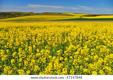 Landscape with rapeseed field and blue sky. Focus on the foreground.