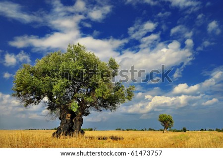 Olive trees in the field against vivid sky with clouds
