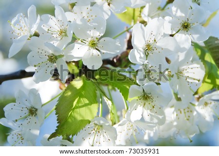 Blooming Spring Trees