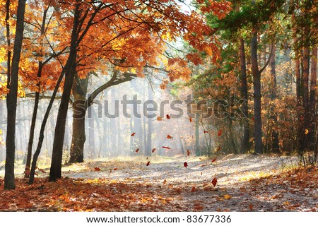 Falling oak leaves on the scenic autumn forest illuminated by morning sun