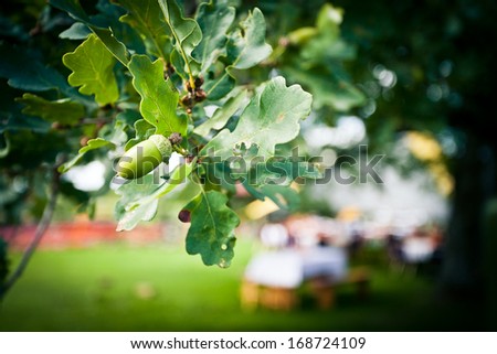 Oak tree and acorns