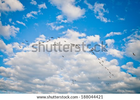 Flying geese on the cloudy sky background