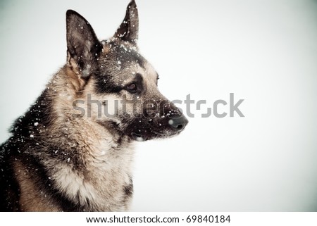 wolf dog