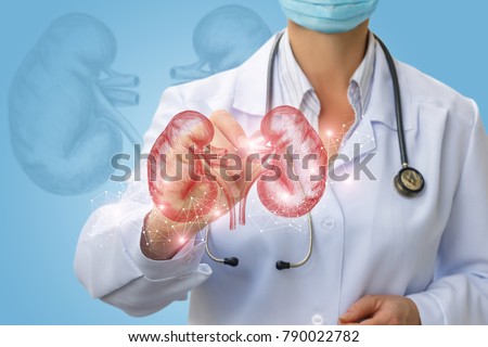 Doctor makes diagnosis of human kidney on a blue background.