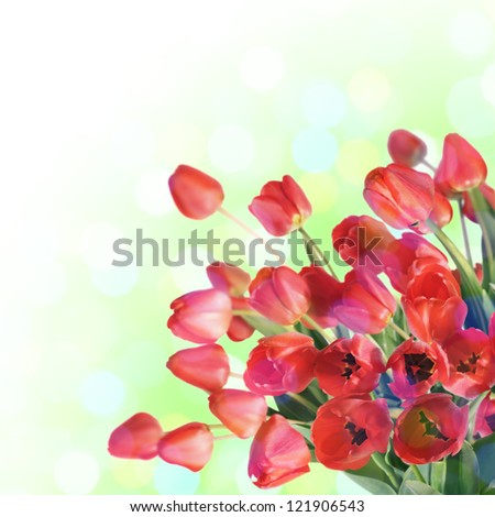 Bouquet red freshness tulips. Multicolored background with blur boke.