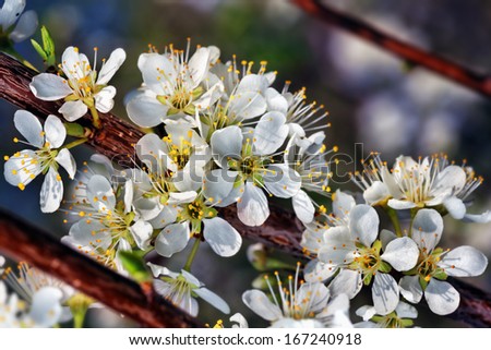 Flowers plum on blur background.