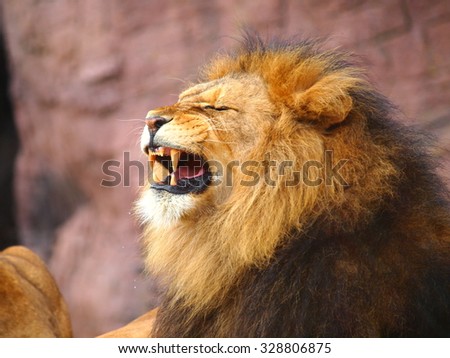 Lion grinning