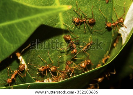 Ants Moving Big Object/ food
