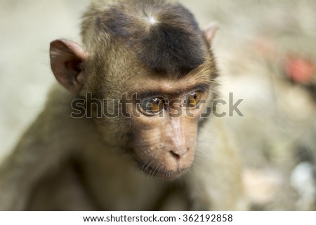 Isolated monkey with big eyes look sad