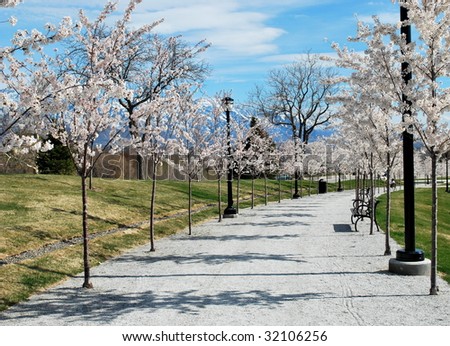 A white gravel path with white blossoming trees.