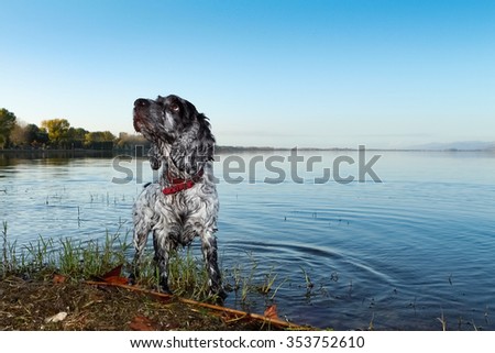 Blue Roan Cocker Spaniel stands in an Italian lake
