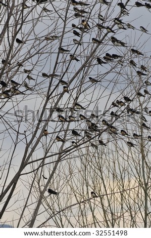 Lots of birds on tree