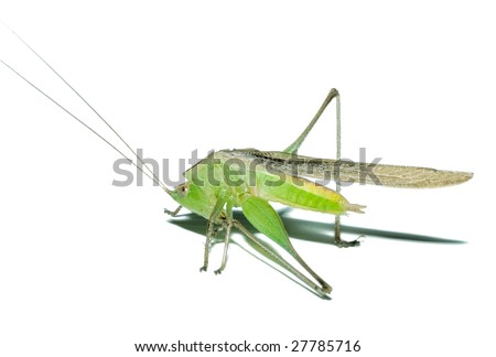Yoga Exercise, Grasshopper (Conocephalus Maculatus), Stock ...
