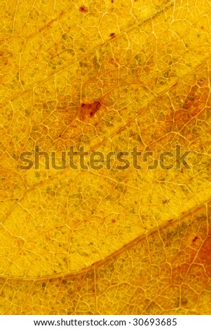 Autumn color in the leaf, detailed vein