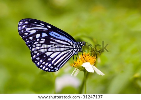 Milkweed Butterflies