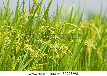 Mature paddy rice. Rice is a staple food of Asia.