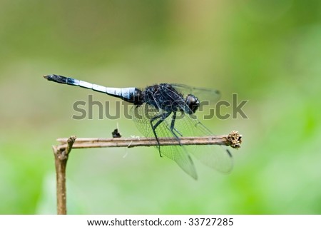 dragonfly (Orthetrum triangular subsp)  rest on branch