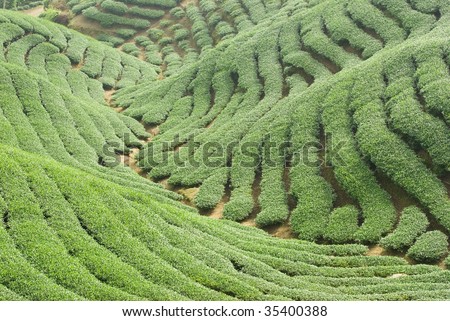 Full of tea trees on hill, asia